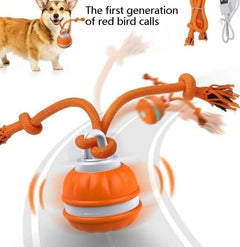 Interactive Pet Rolling Ball Toy USB Rechargeable - Priceless Collect LLC
